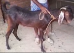 Jamunapari Brown Goat