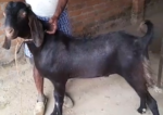 Jamunapari Black Goat